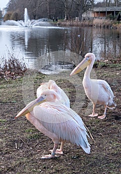 Colourful pelicans by the lake in St James`s Park, London UK.