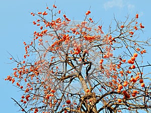 Colourful persimmon tree on blue sky