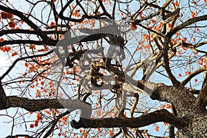 Colourful persimmon tree on blue sky