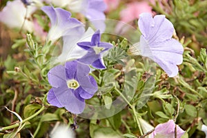 Colourful petunia Petunia hybrida flowers Flowerbed with multicoloured petunias