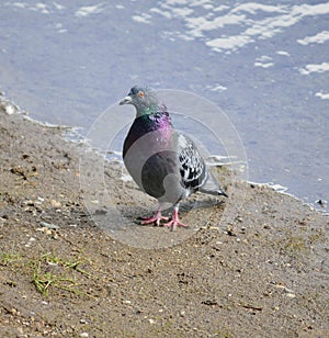 Colourful pidgeon on pond shore