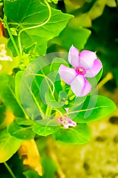 Colourful pink flower captured from a flower garden.