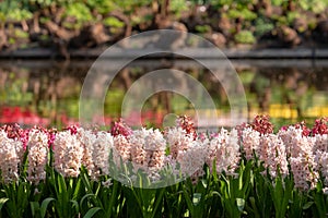 Colourful pink hyacinths laid out at Keukenhof Gardens, Lisse, South Holland. Keukenhof is known as the Garden of Europe.