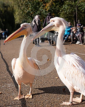 Colourful pink pelican with long beak, by the lake in St James's Park, London UK