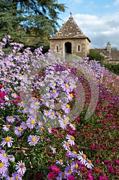 Colourful Michaelmas daisies in the garden at Great Chalfield Manor near Bradford on Avon, Wiltshire UK, photographed in autumn.