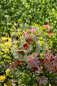 Colourful Japanese azaleas in dappled shade outside the walled garden at Eastcote House Gardens in Eastcote Hillingdon, UK