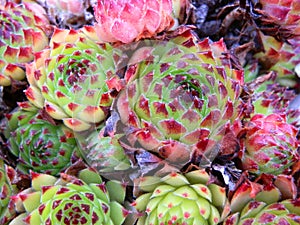 Colourful plants