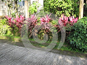Colourful plants along a street in San Isidro, Lipa city, Philippines