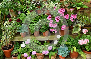 Colourful Plants in pots on staging Geraniums and Pelagoniums.