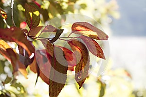 Colourful plum tree leaves under the sun