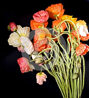 Colourful poppies