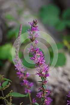 Colourful pretty flowers of Purple loosestrife Lythrum salicaria plant growing on road side in natural forest