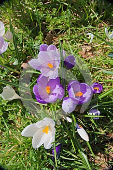 Colourful purple lilac and white Crocus.