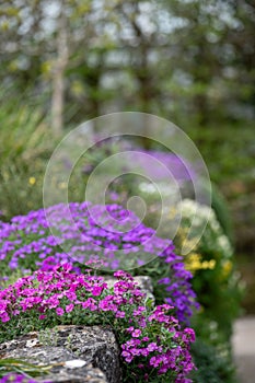Colourful purple and pink flowered aubretia trailing plants, growing on a low rockery wall at Wisley garden, Surrey UK.
