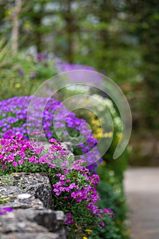 Colourful purple and pink flowered aubretia trailing plants, growing on a low rockery wall at Wisley garden, Surrey UK.