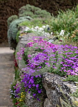 Colourful purple and pink flowered aubretia trailing plants, growing on a low rockery wall at Wisley garden, Surrey UK.