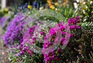 Colourful purple and pink flowering aubretia trailing plants growing out of a low wall in Pinner UK.