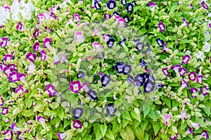 Colourful Purple Wishbone Torenia fournieri flowers