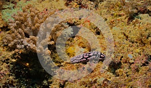 colourful pustulose wart slug in the coral reefs of Watamu Marine Park, Kenya
