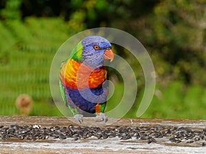 A colourful rainbow lorikeet