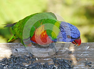 A colourful rainbow lorikeet