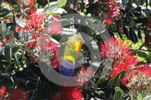 Colourful Rainbow Lorikeet feeding in Flowers