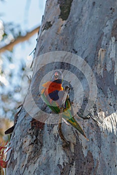 Colourful Rainbow Lorikeet perched in a tree
