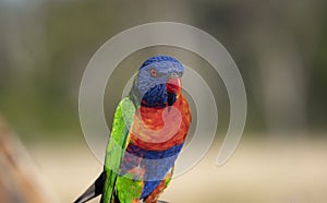 Colourful Rainbow Lorikeet portrait