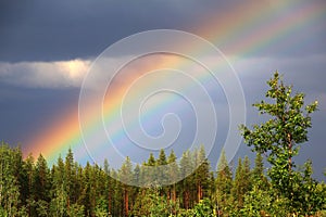 Colourful rainbow over forest with heavy clouds