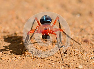 Colourful Red-and-black spider