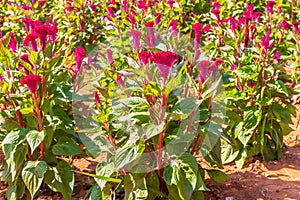 Colourful red Celosia flower or Cockscomb and petunia flowers blooming in in garden