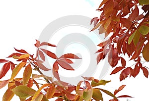 Ohio Buckeye Or Aesculus Glabra Leaves photo