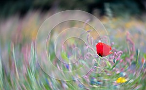 Colourful red poppy amongst other wild flowers in a meadow, with radial motion blur in the background.