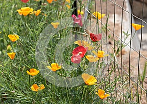 Colourful red, yellow and orange poppies flowering in a spring summer garden