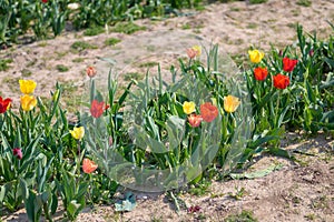 Colourful red and yellow tulips growing in a field