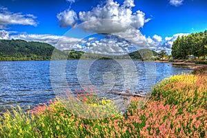 Colourful reeds and grasses by Ullswater The Lake District Cumbria England UK with cloudscape HDR