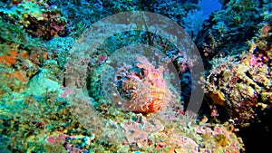 Colourful reef and a red scorpion fish