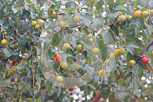 Colourful ripe jujubes on the tree