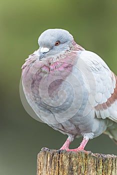 Colourful Rock Dove / Feral Pigeon perched on a wooden post.