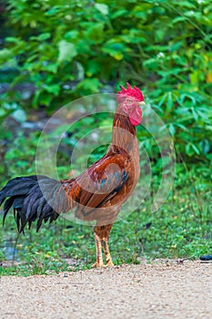 Colourful rooster American Brown Leghorn rooster