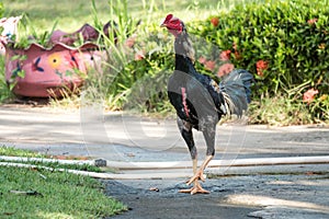 Colourful rooster proudly marching