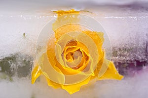 Farebný ruže kvety mrazené v z pomaly rozmrazenie z príchod jar. abstraktné obrázok 