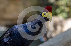 A colourful Ross's Turaco bird