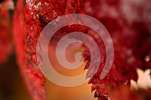 Colourful rowan tree leaf in autumn with snow