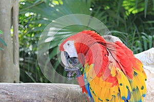 Colourful Scarlet Macaw Parrot of Mexico