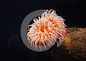 Colourful Sea Anemones