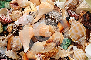Colourful seashells