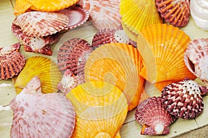 Colourful seashells