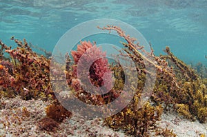 Colourful seaweeds in shallow water