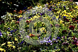 Colourful sessional flower in a garden